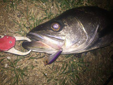 数年ぶりのランカー!